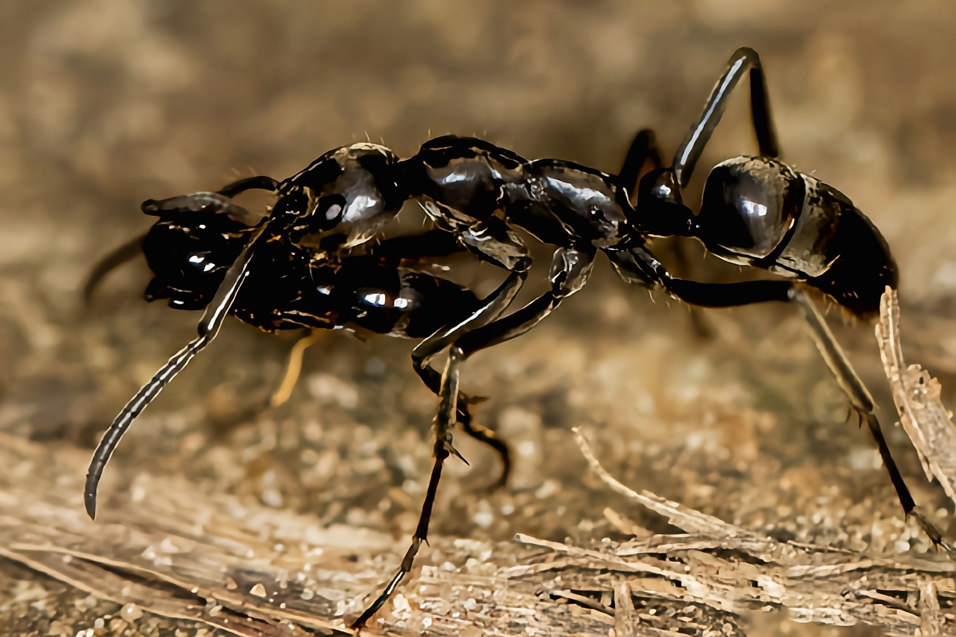 它有毒,蛰伤人类会产生剧烈疼痛,出现头晕,恶心,痉挛等
