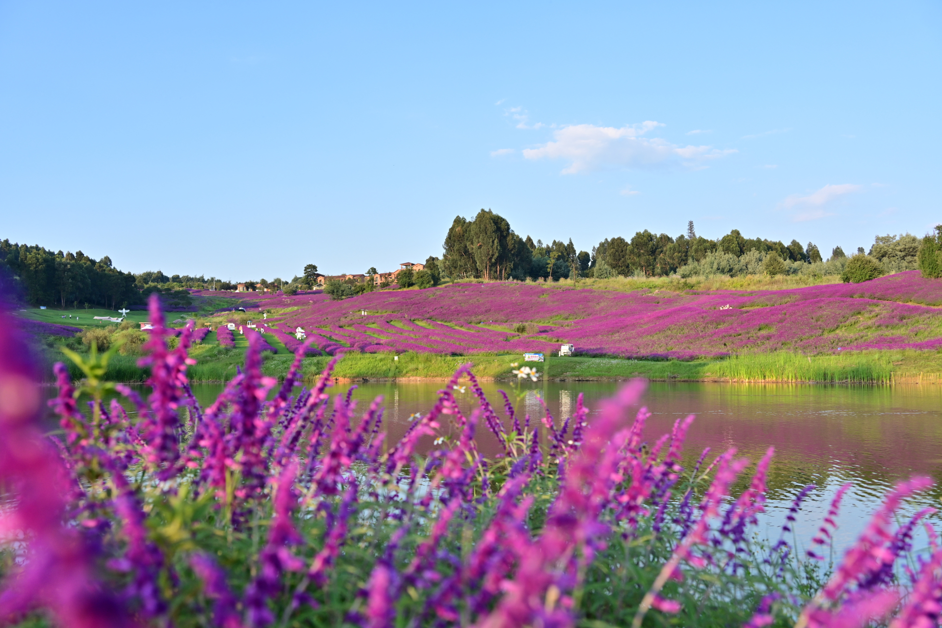 这是我在云南省昆明市宜良汤池阳宗海云端花海拍摄云端花海图片