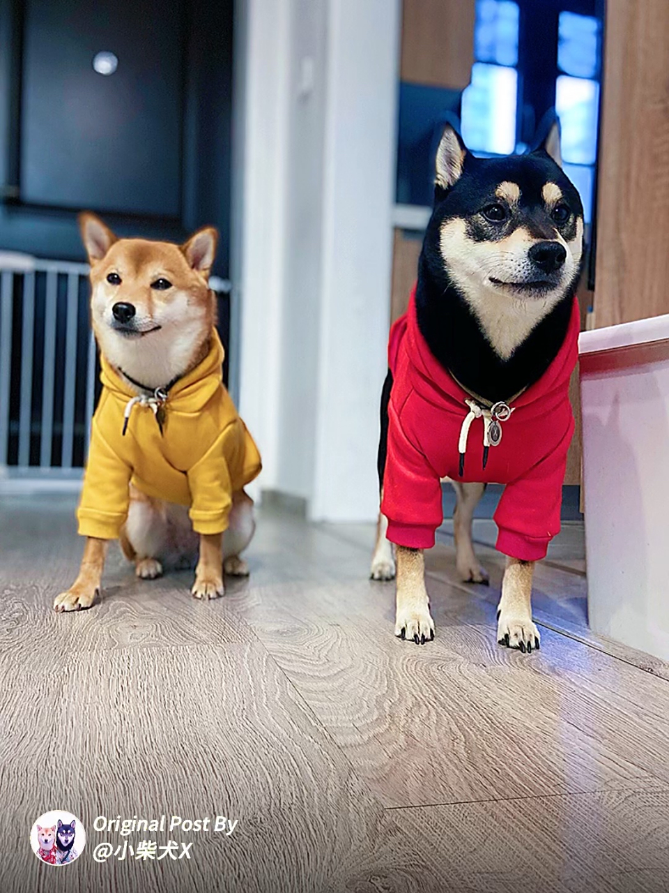 给小柴犬们安排了情侣装  天凉了,给小x小u准备入冬的外出服,既然它俩