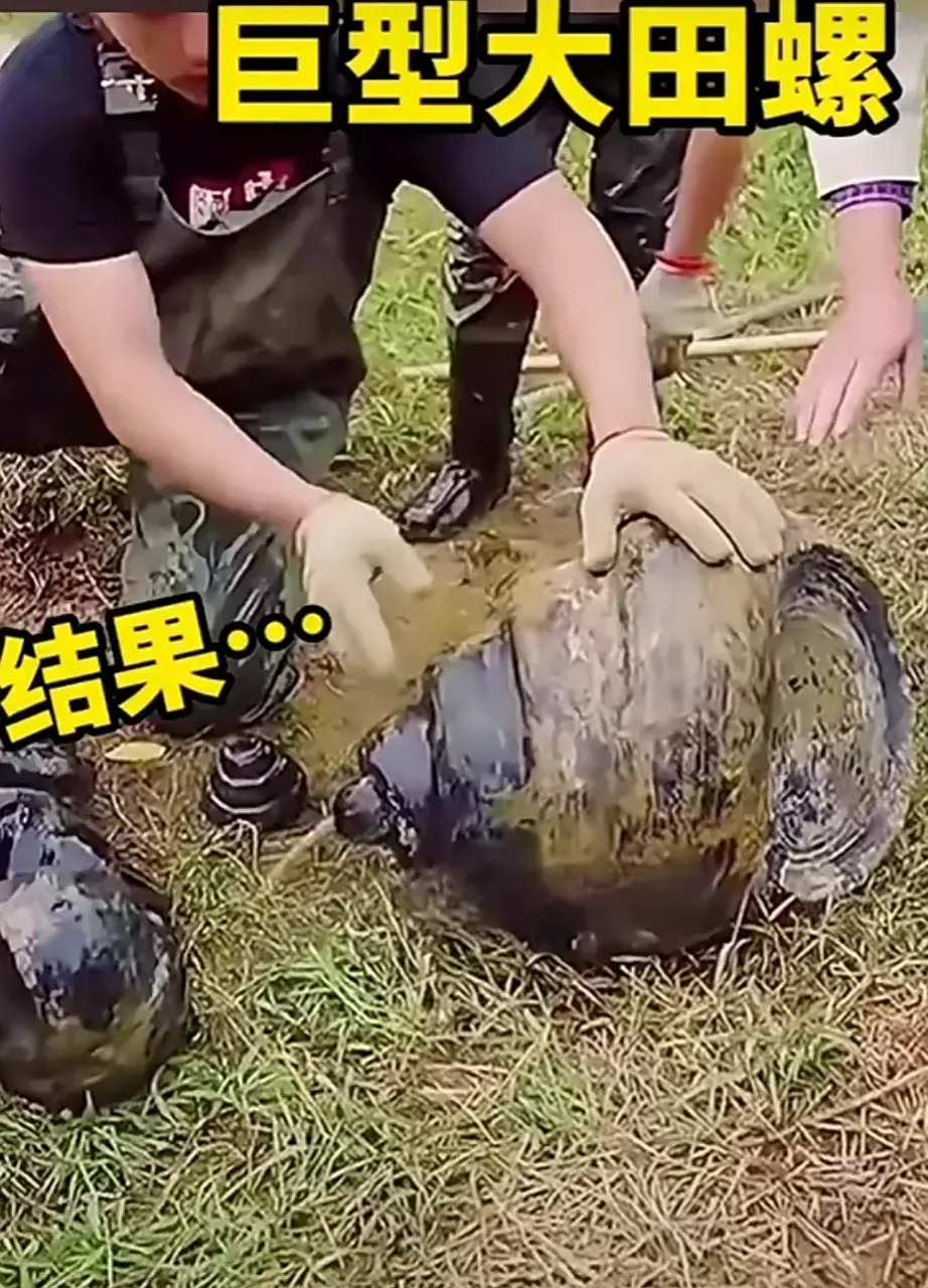 小伙在河里捞出一只巨型田螺,看上去有10来公斤左右.