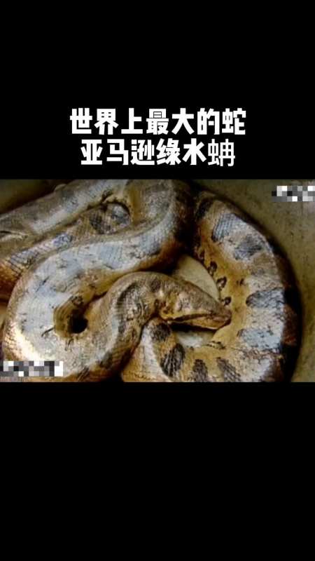 世界上最大的蛇,亚马逊绿水蚺!-度小视