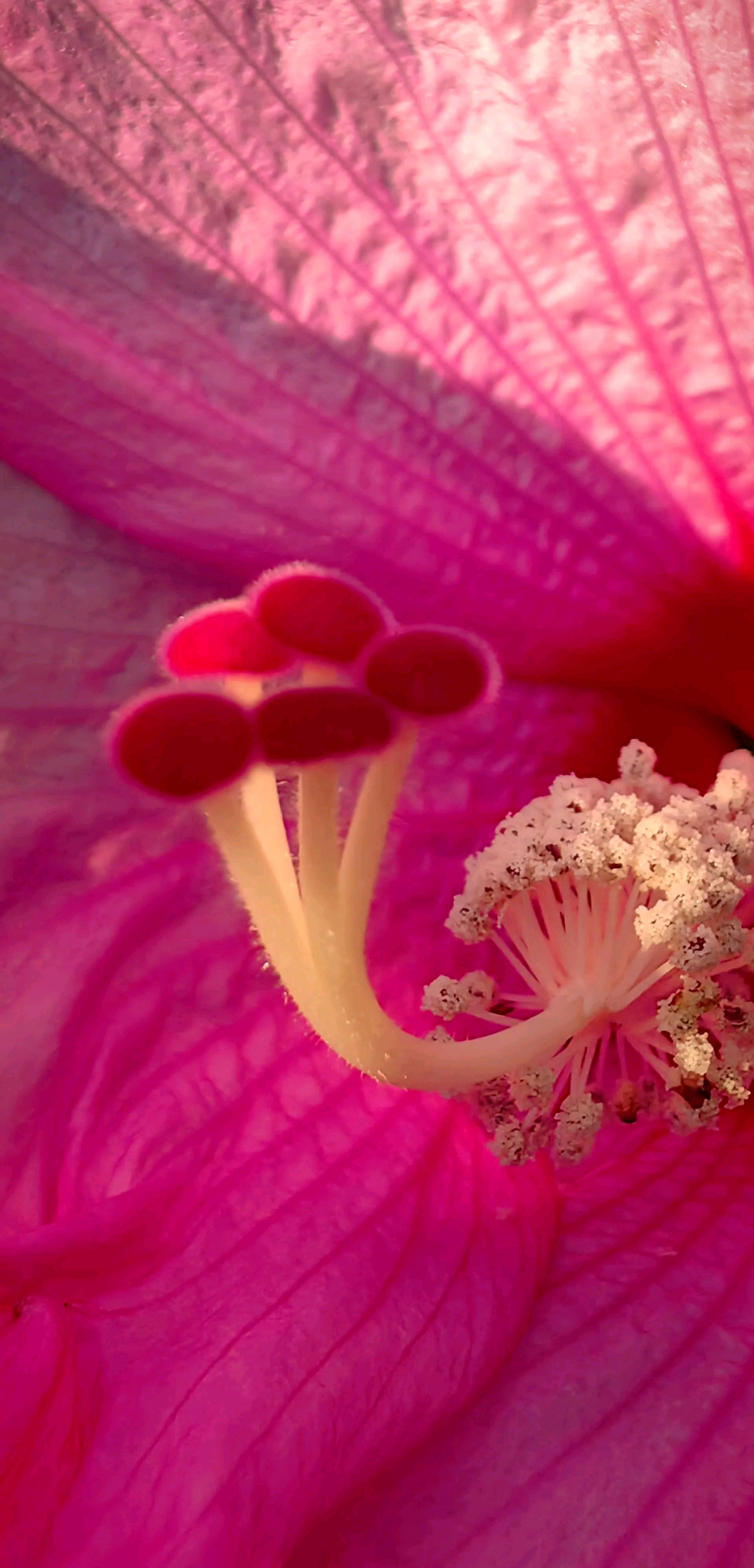 治愈壁纸,纵有三千烦恼,不如拈花一笑