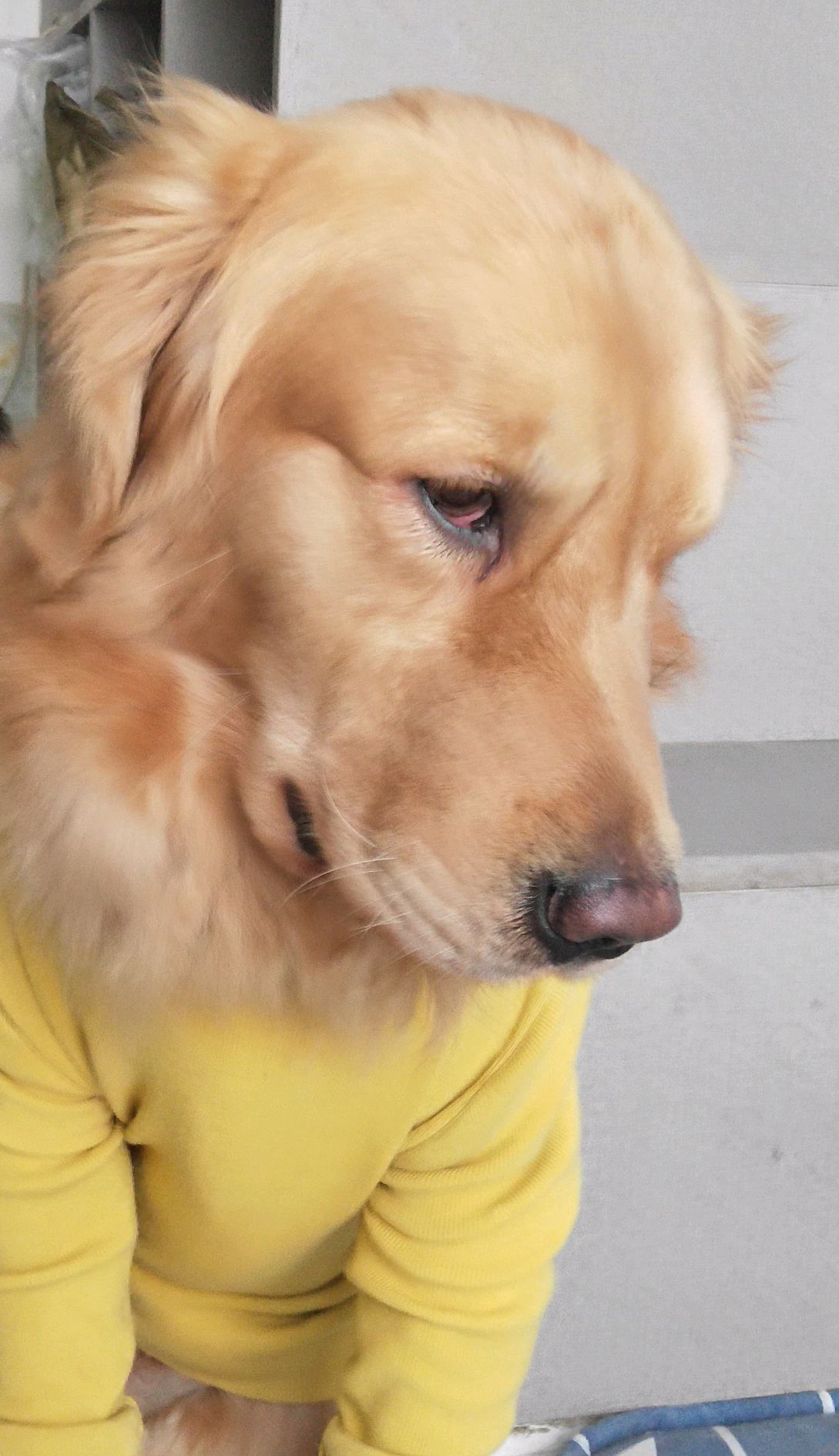 金毛帅帅日常丑照集