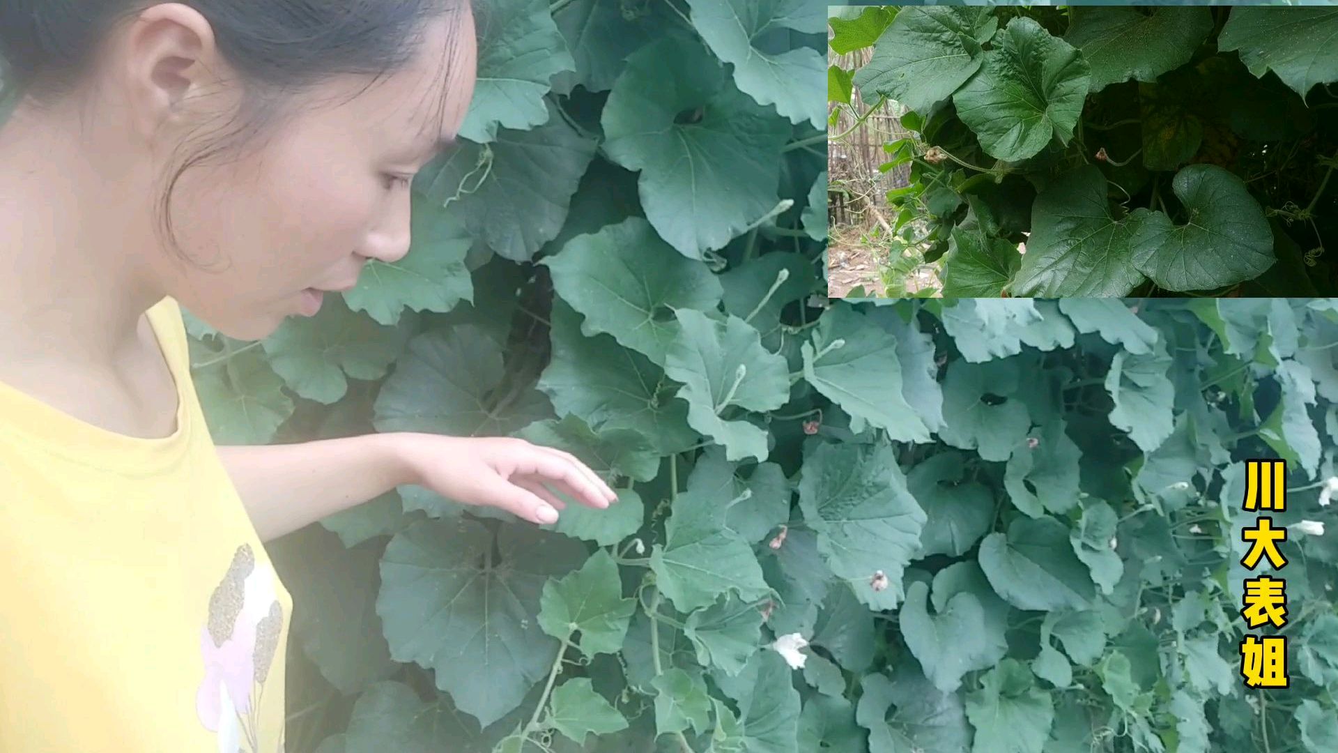 一分菜地数十种菜 看看四川普通人家的菜园子长啥样