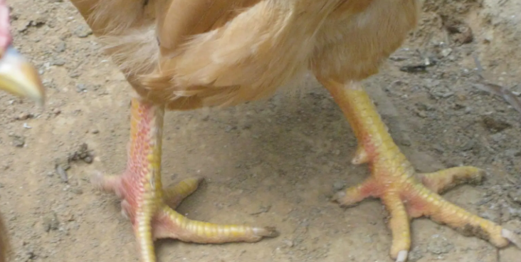 公鸡脚上的长刺是什么图片