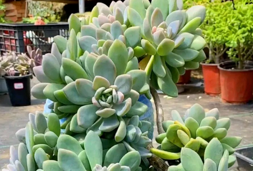 冬美人多肉的养护方法