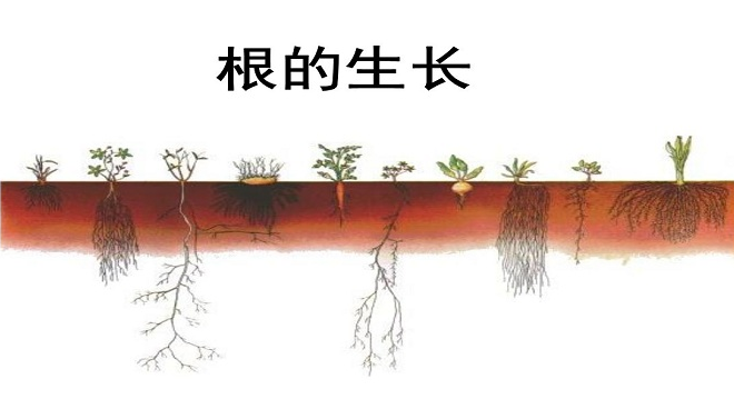 植物幼根的生长主要依靠什么?
