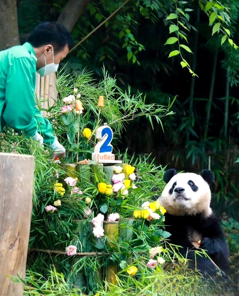 大熊猫福宝3岁啦,生日快乐