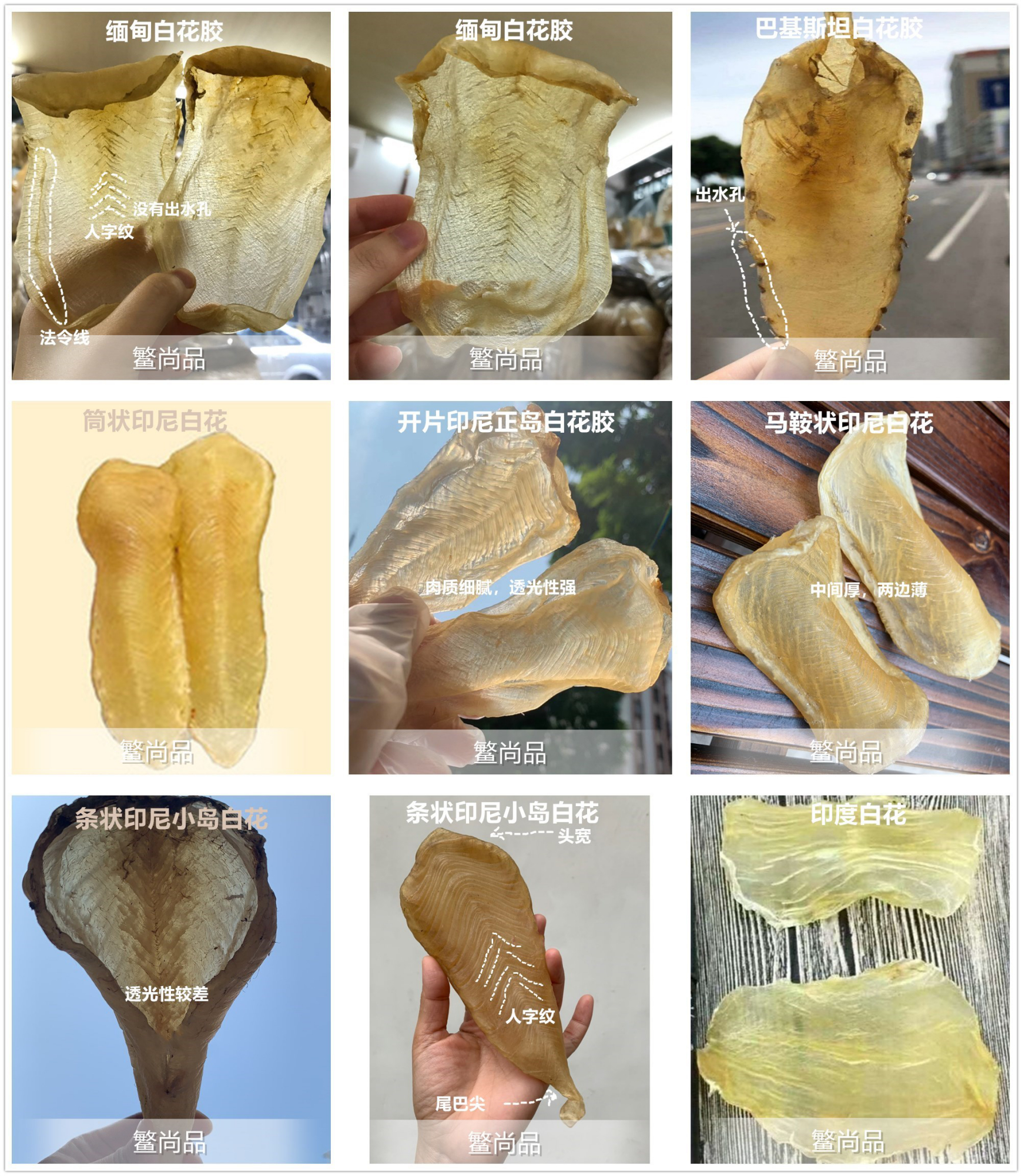 全网最全最详细的鱼胶品种大全(图解)04 - 白花胶