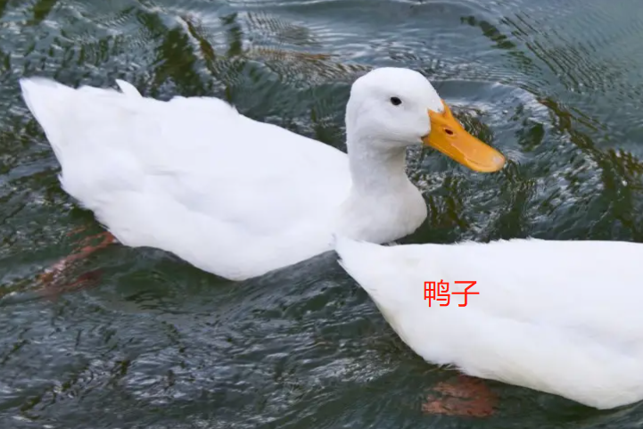 大鹅和鸭子的区别