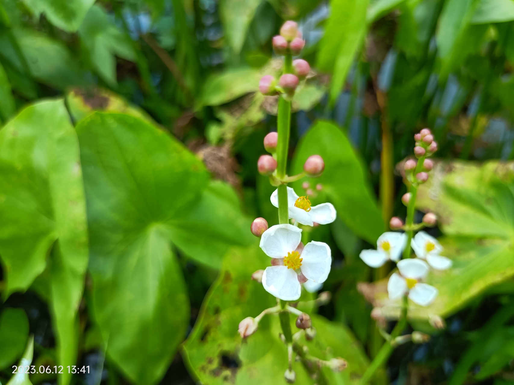 吃的茨菇开花了(慈姑)
