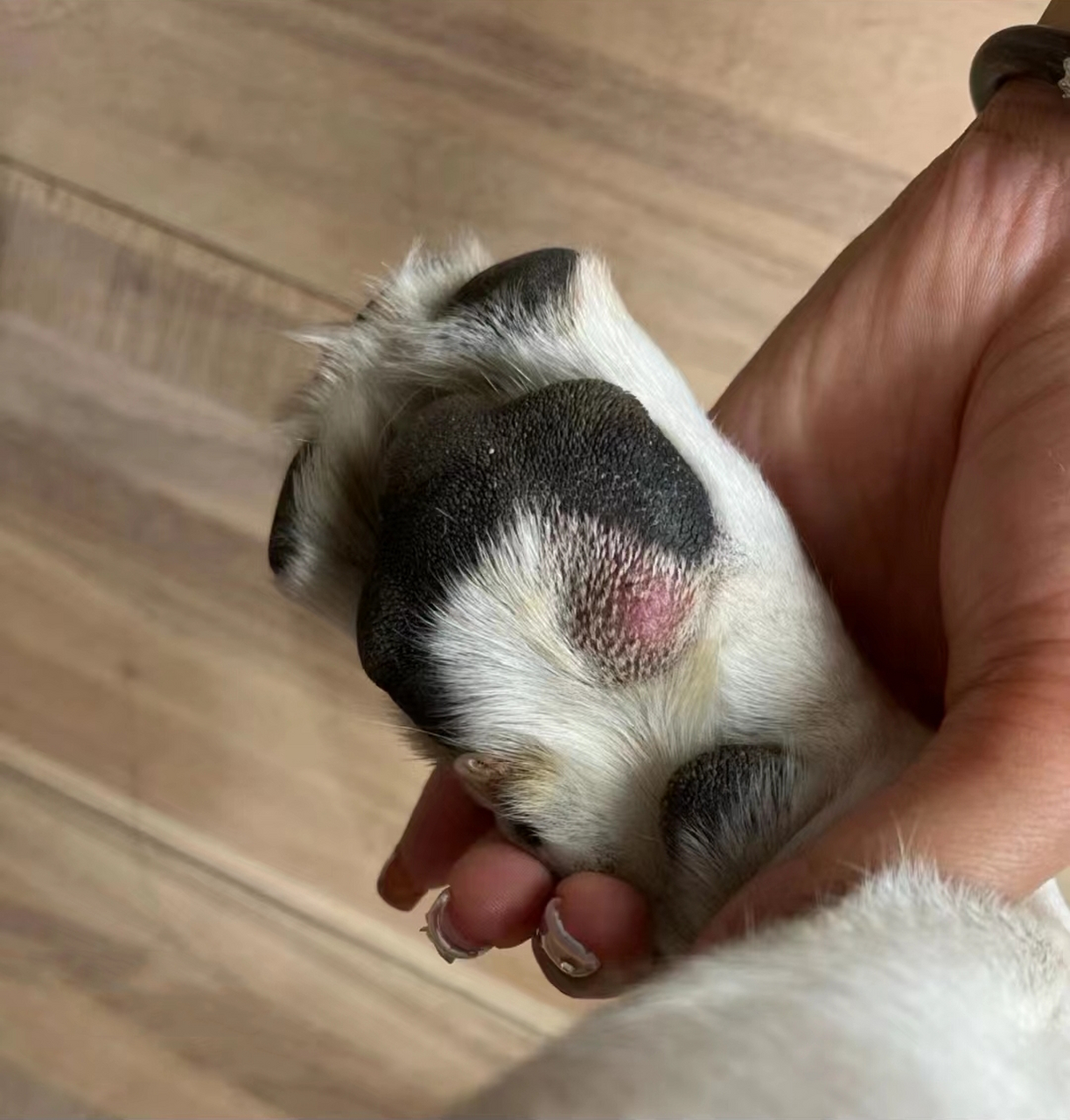 我家狗狗确诊狗狗肿瘤,宠物医生建议截肢 脚上,长个一个红肿的大疙瘩