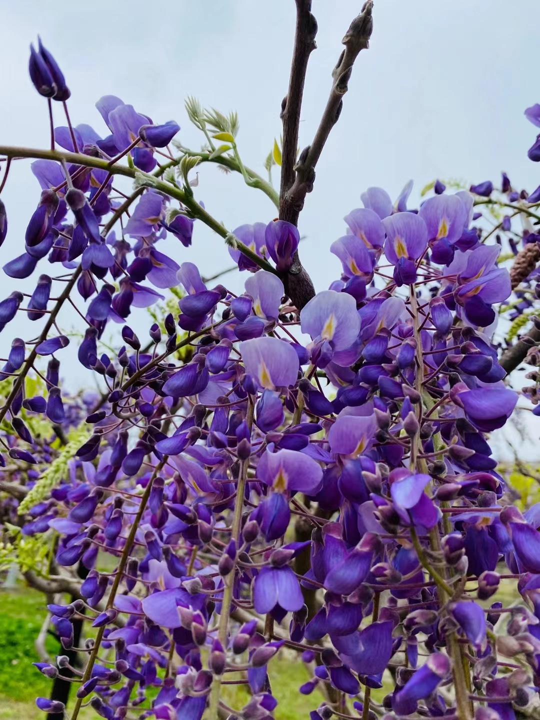 常熟紫藤园图片
