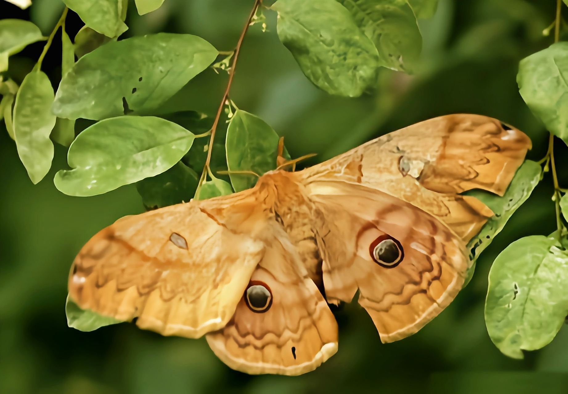 每天认识一种昆虫——核桃银杏大蚕蛾 核桃银杏大蚕蛾,是鳞翅目,大