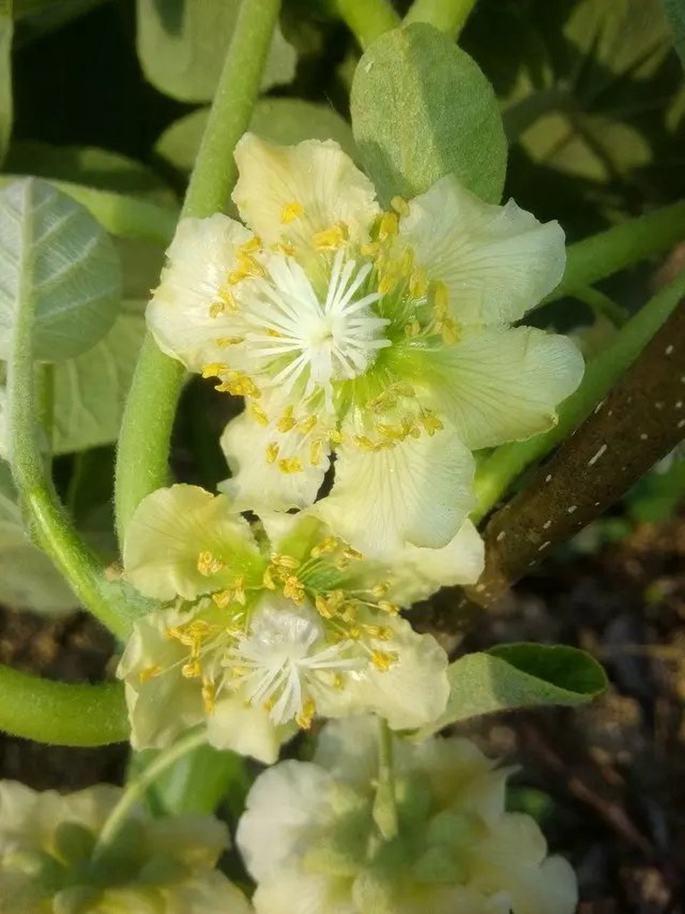 猕猴桃花分雌雄,认真观察,你能辨别出两者的不同之处吗?