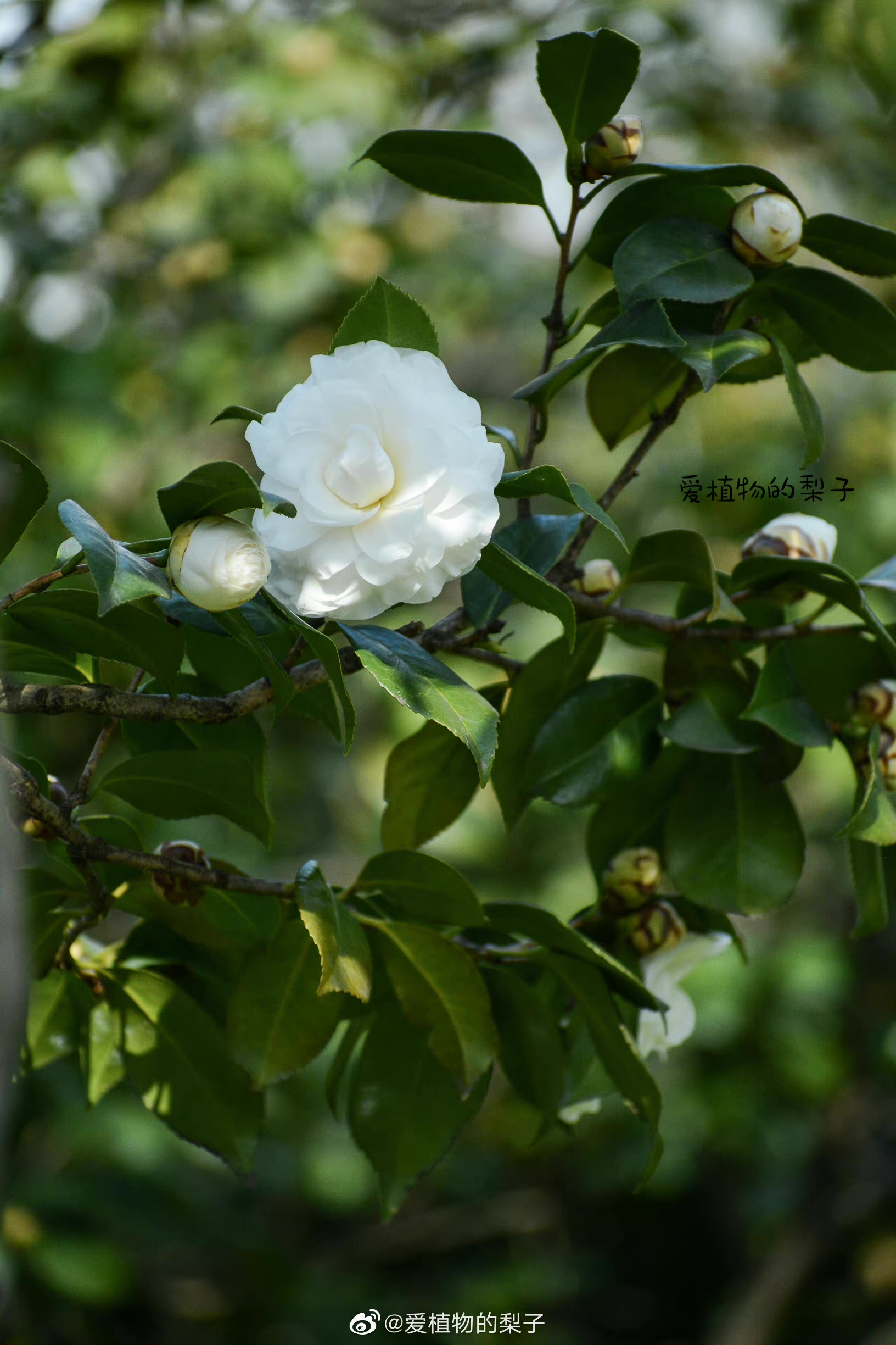 白色山茶花