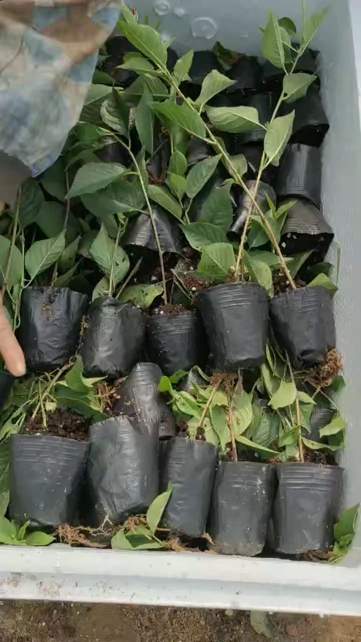 独立营养杯吉塞拉砧木苗,吉塞拉6号12号矮化樱桃砧木苗!