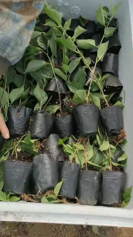 独立营养杯吉塞拉砧木苗,吉塞拉6号12号矮化樱桃砧木苗!