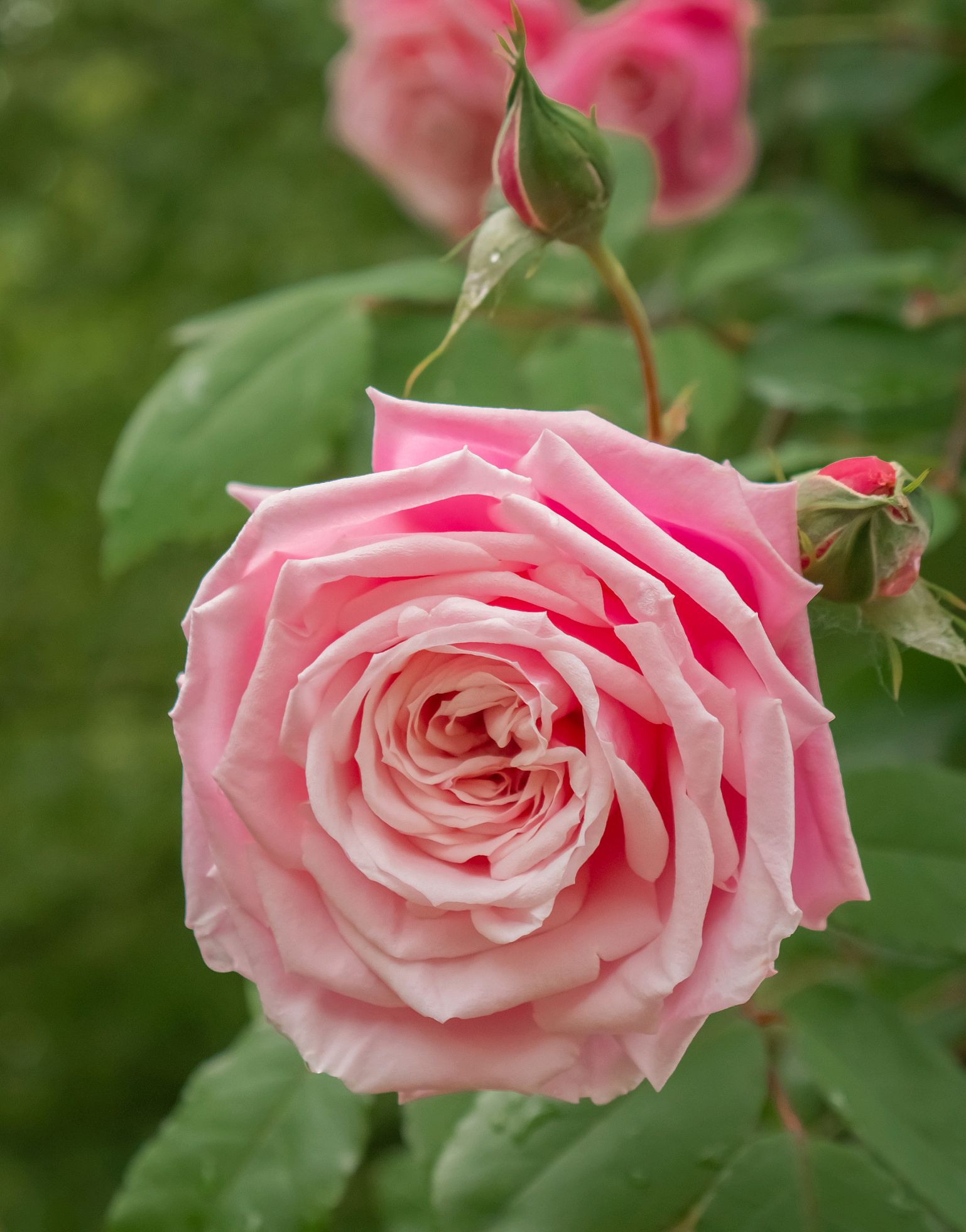月季花:美丽与神秘的"花中皇后"?