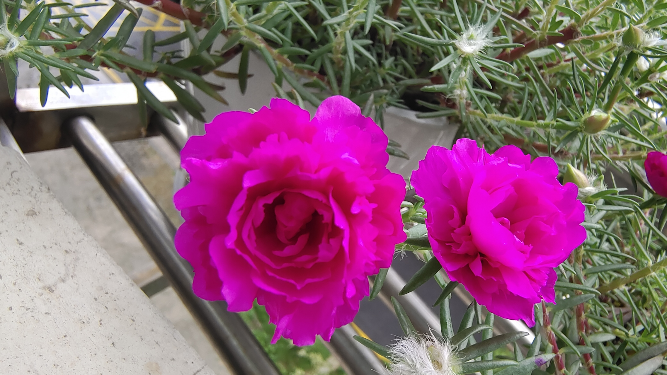 6月份做了个太阳花的花球, 花球用小矿泉水瓶做的, 比较小,现在问题来