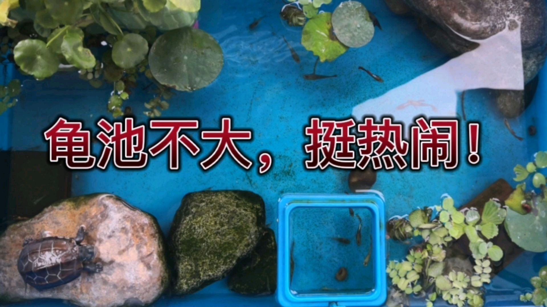 阳台龟池又添新生物,物种丰富不少,孩子很开心