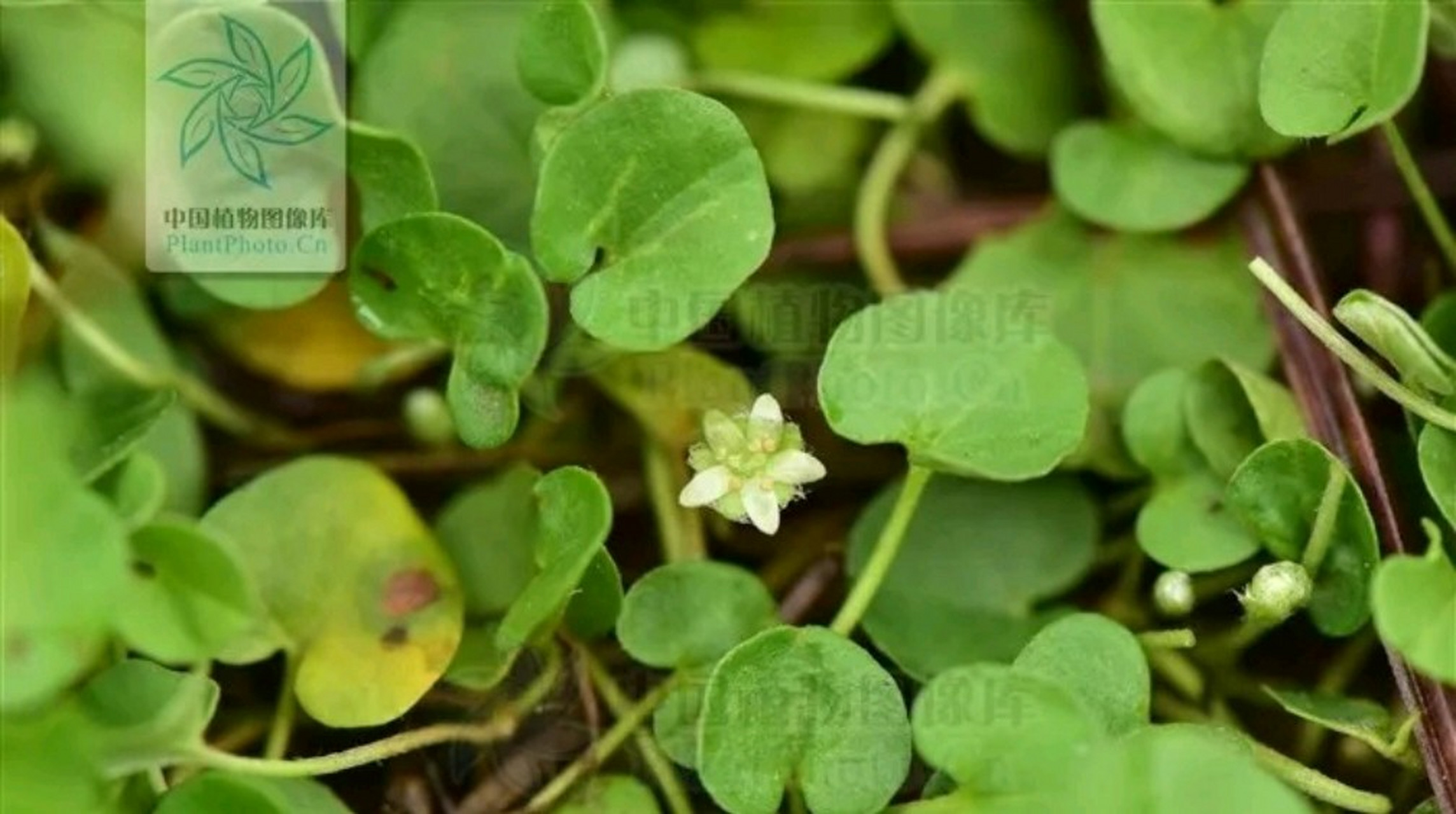 马蹄金别名:黄胆草,小金钱草,小马蹄草等.