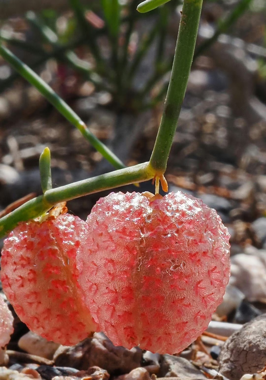 泡果沙拐枣 calligonum junceum蓼科 沙拐枣属 .