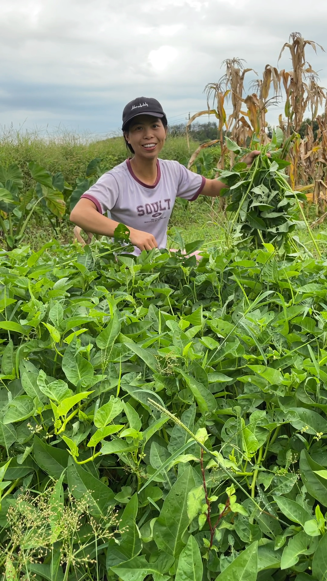 农村吃不完的爬藤空心菜
