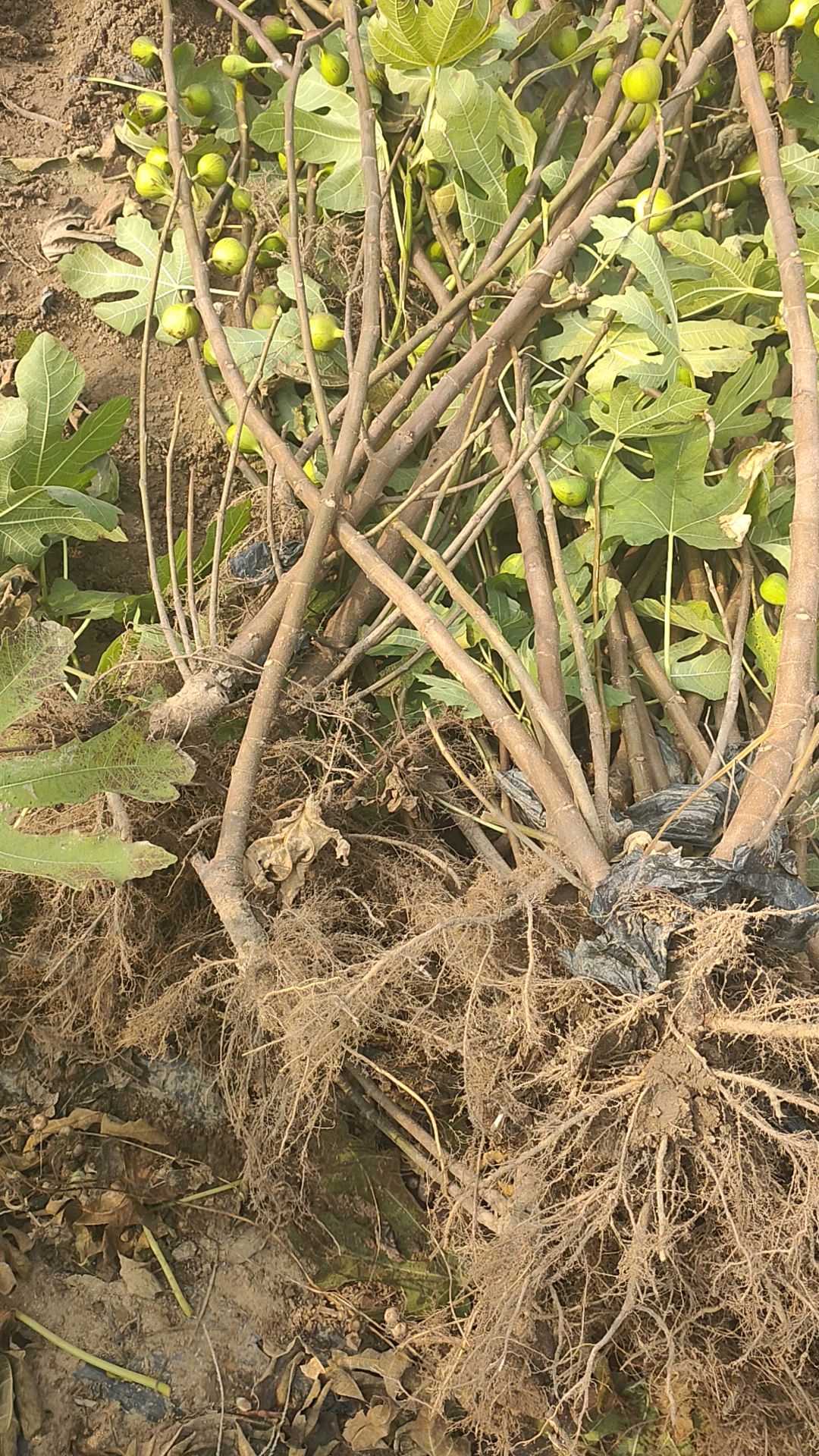 波姬红无花果苗基地起苗现场