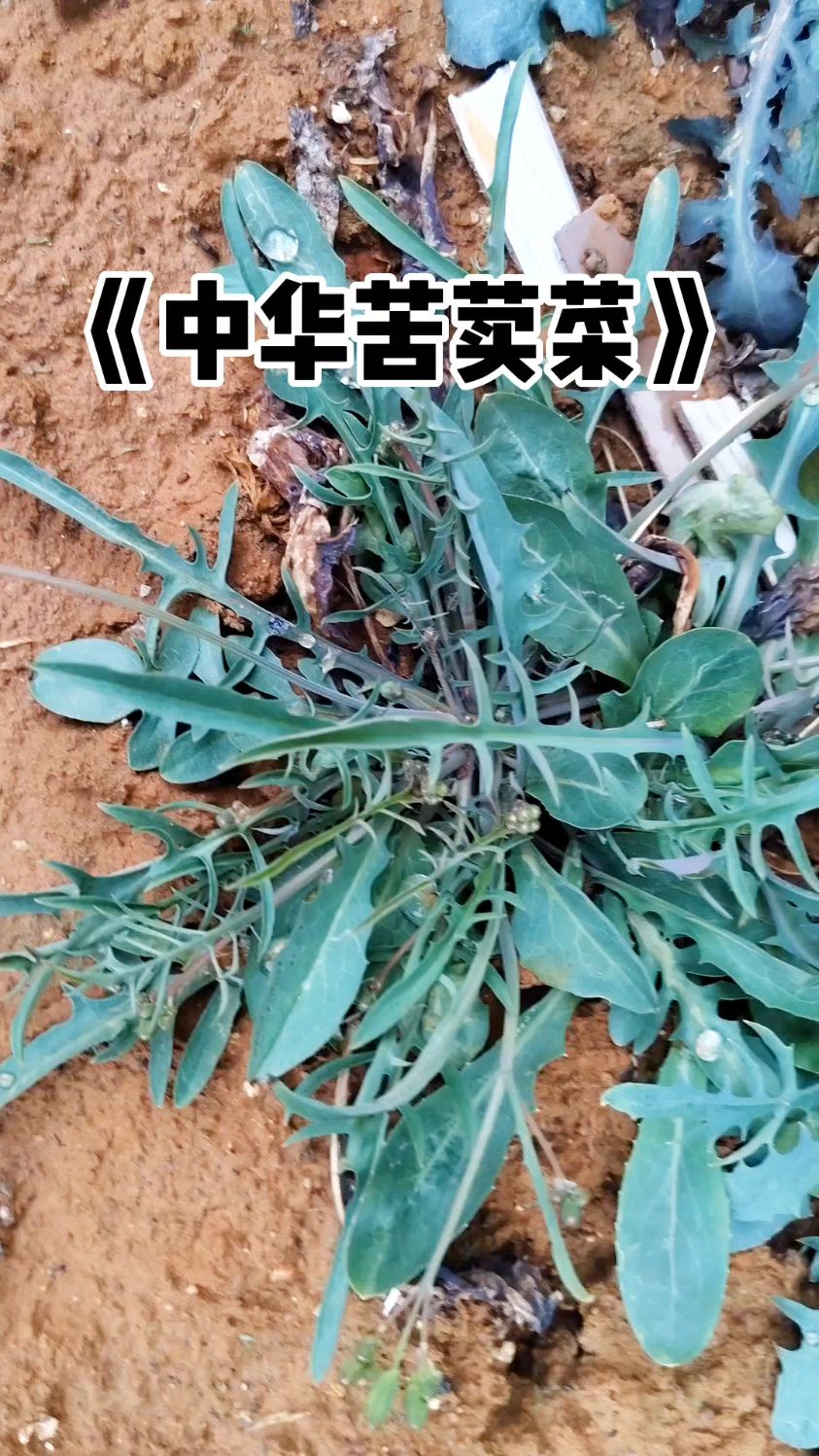 中华苦荬菜,你们那叫什么?