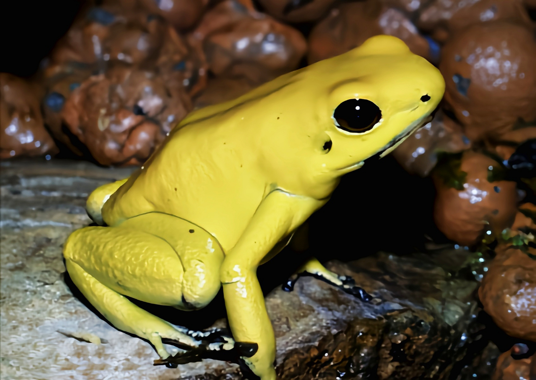 黄金箭毒蛙图片