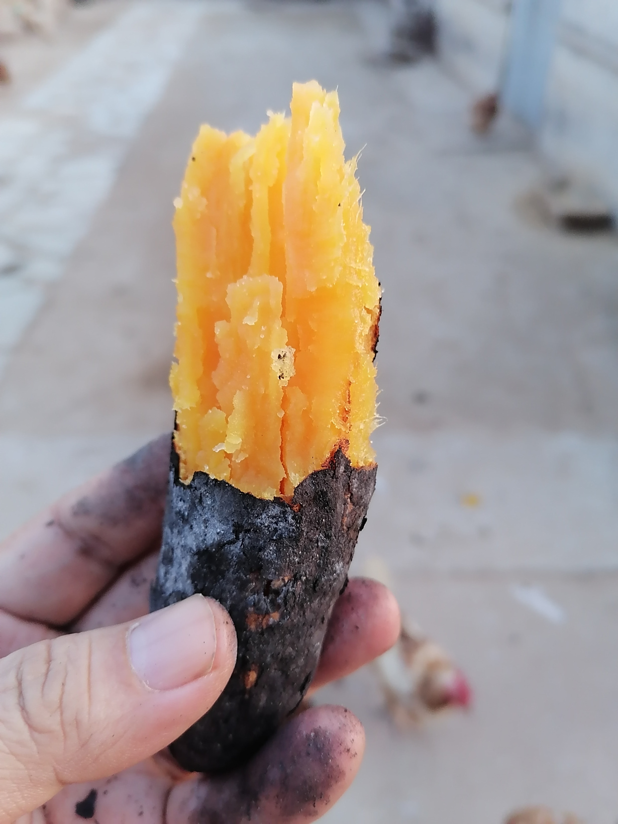 农村烤地瓜真好吃