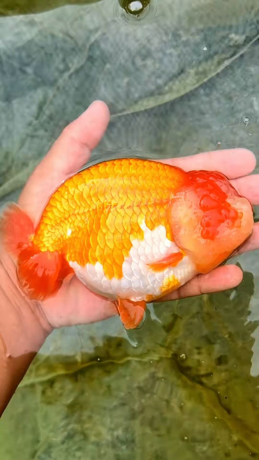 红白兰寿,娃娃脸