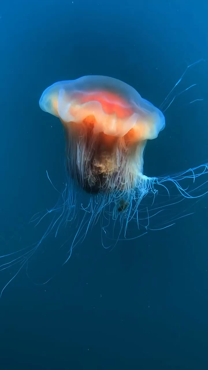 神奇的海底生物