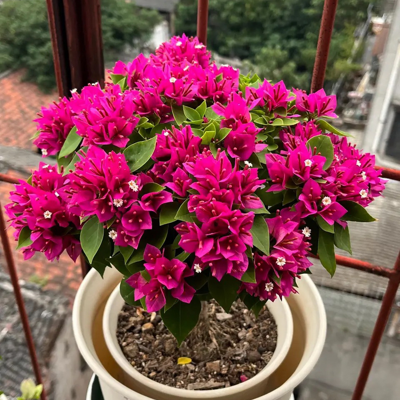 三角梅塔紫,株形漂亮开花更漂亮