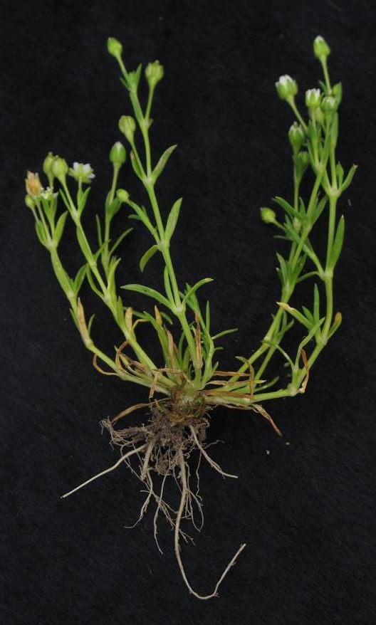 漆姑草是一种怎样的植物