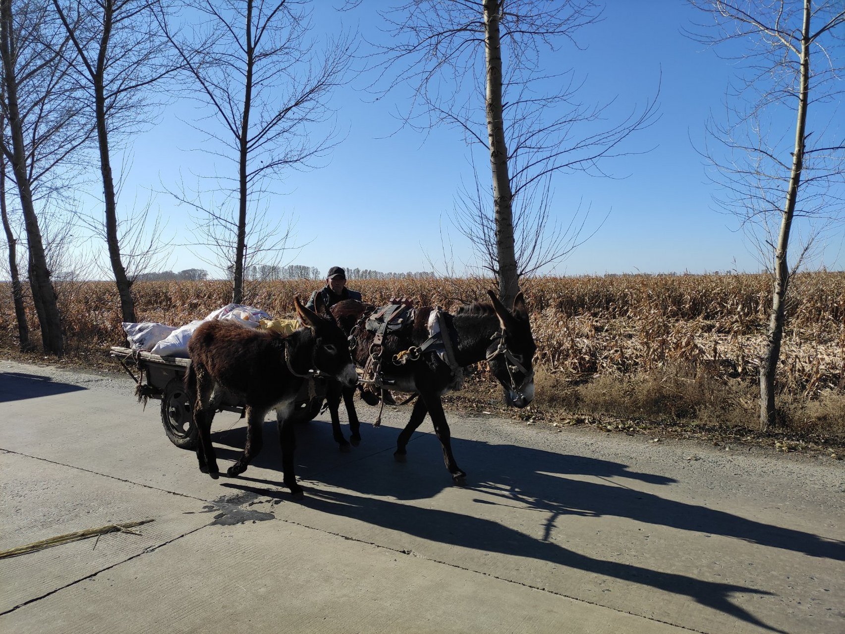 东北农村秋收拉苞米的驴车,很多年没有看到了