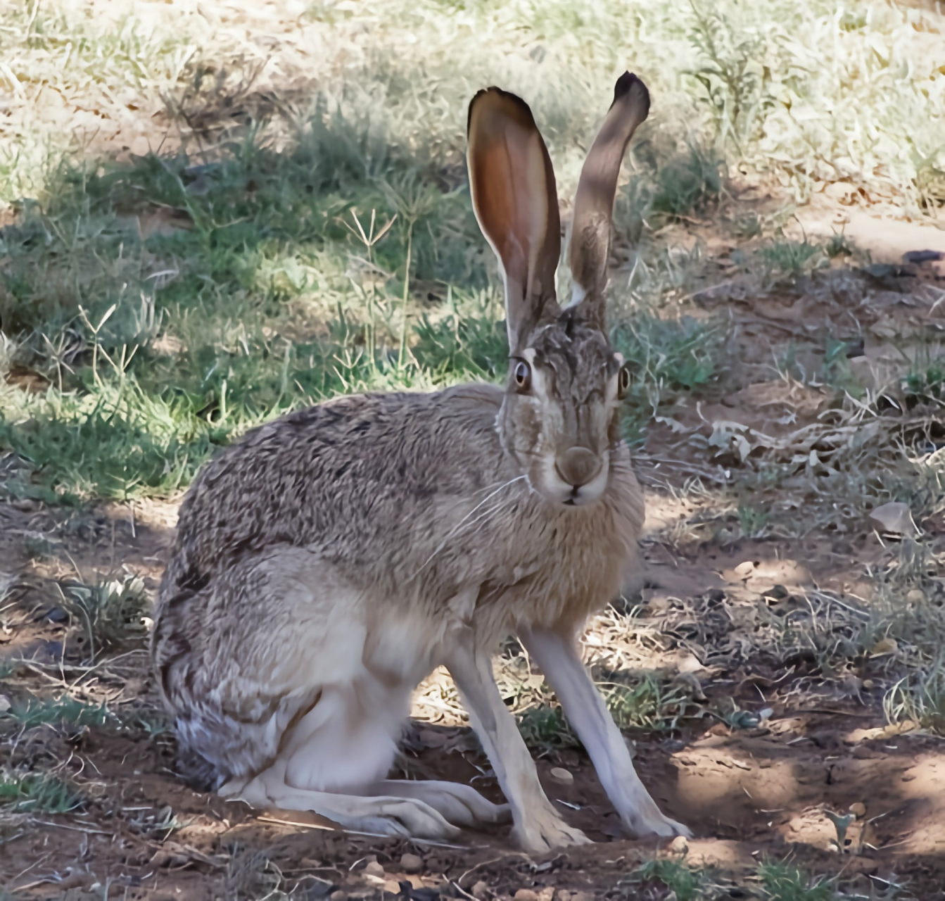 每天认识一种动物——黑尾长耳野兔 黑尾长耳大野兔 原产于北美洲美国