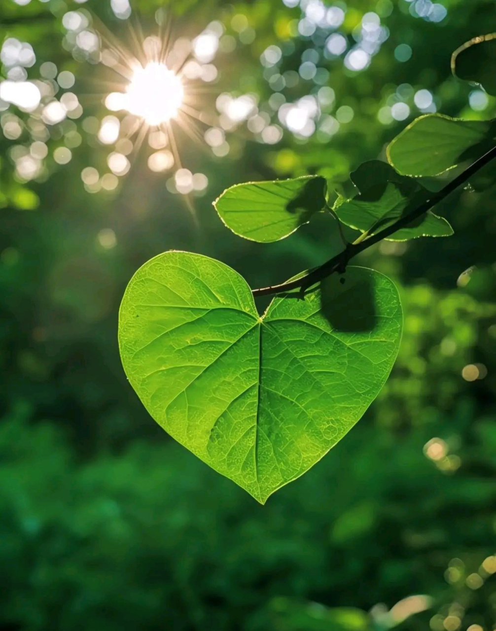 分享图片:晒晒有爱心叶 心存善念,风景无处不在 心存善念,烈日也柔情