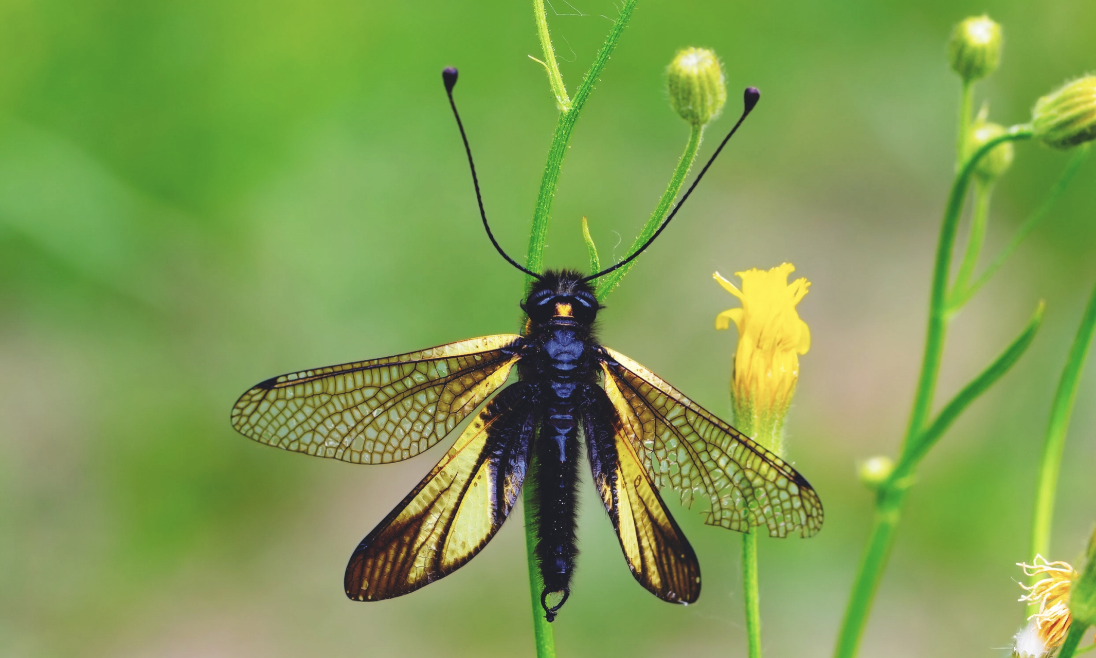 每天认识一种昆虫——黄花蝶角蛉 黄花蝶角蛉是脉翅目蝶角蛉科昆虫.