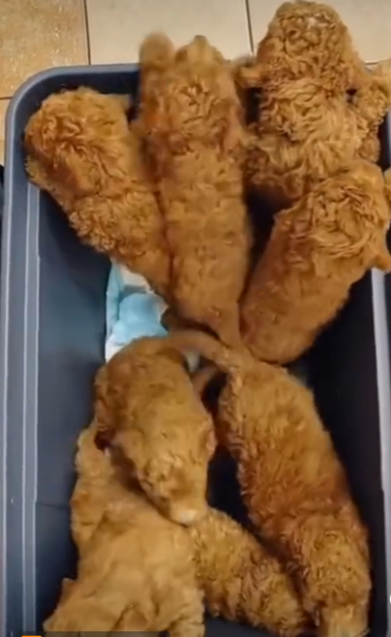 第一眼看上去像不像炸鸡腿,其实是一窝卷毛小泰迪,哈哈,你是不是也看