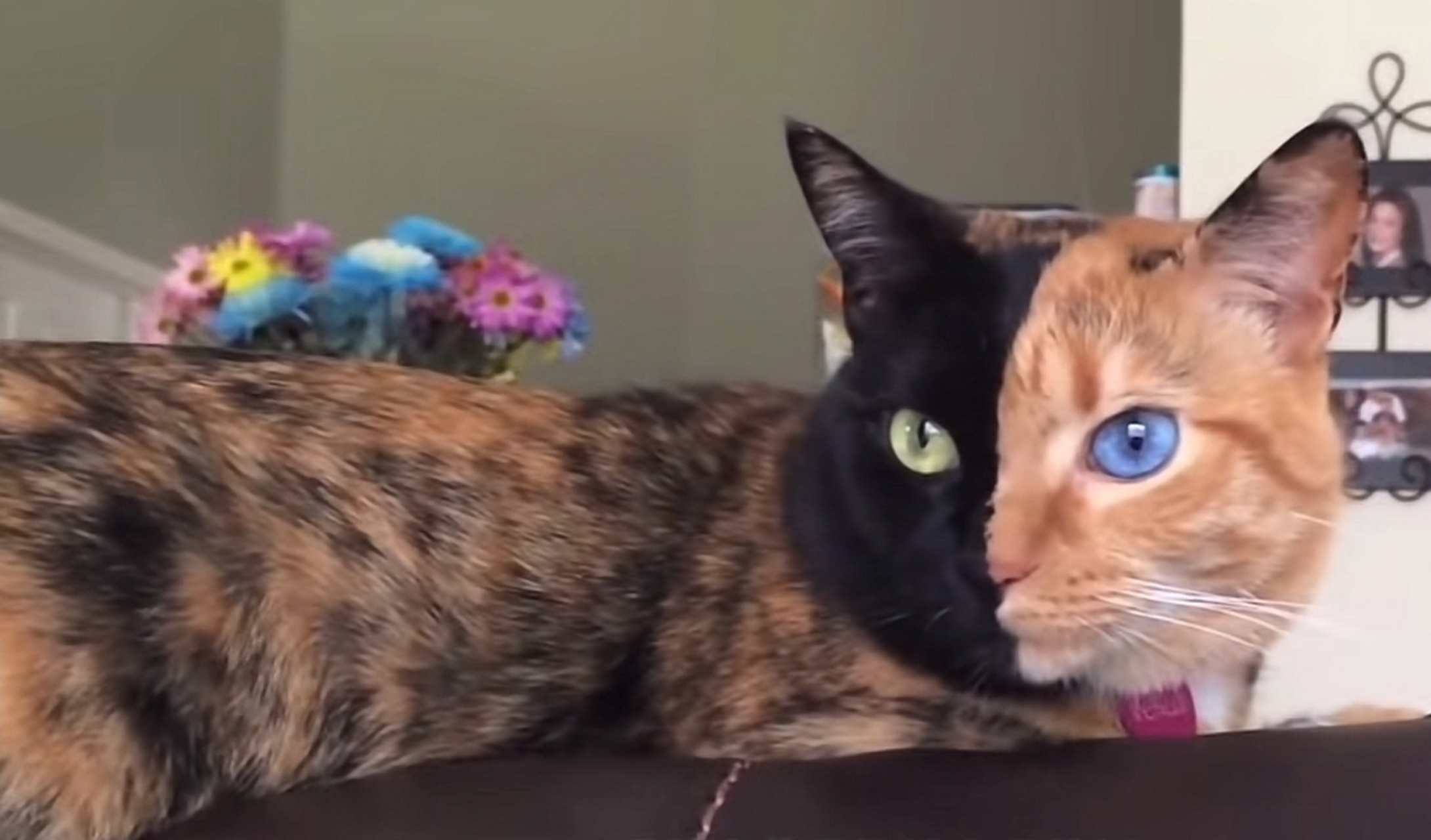 三花喵脸上毛色的分布就有"阴阳脸"的味道,没想到眼睛还是异瞳"阴阳眼