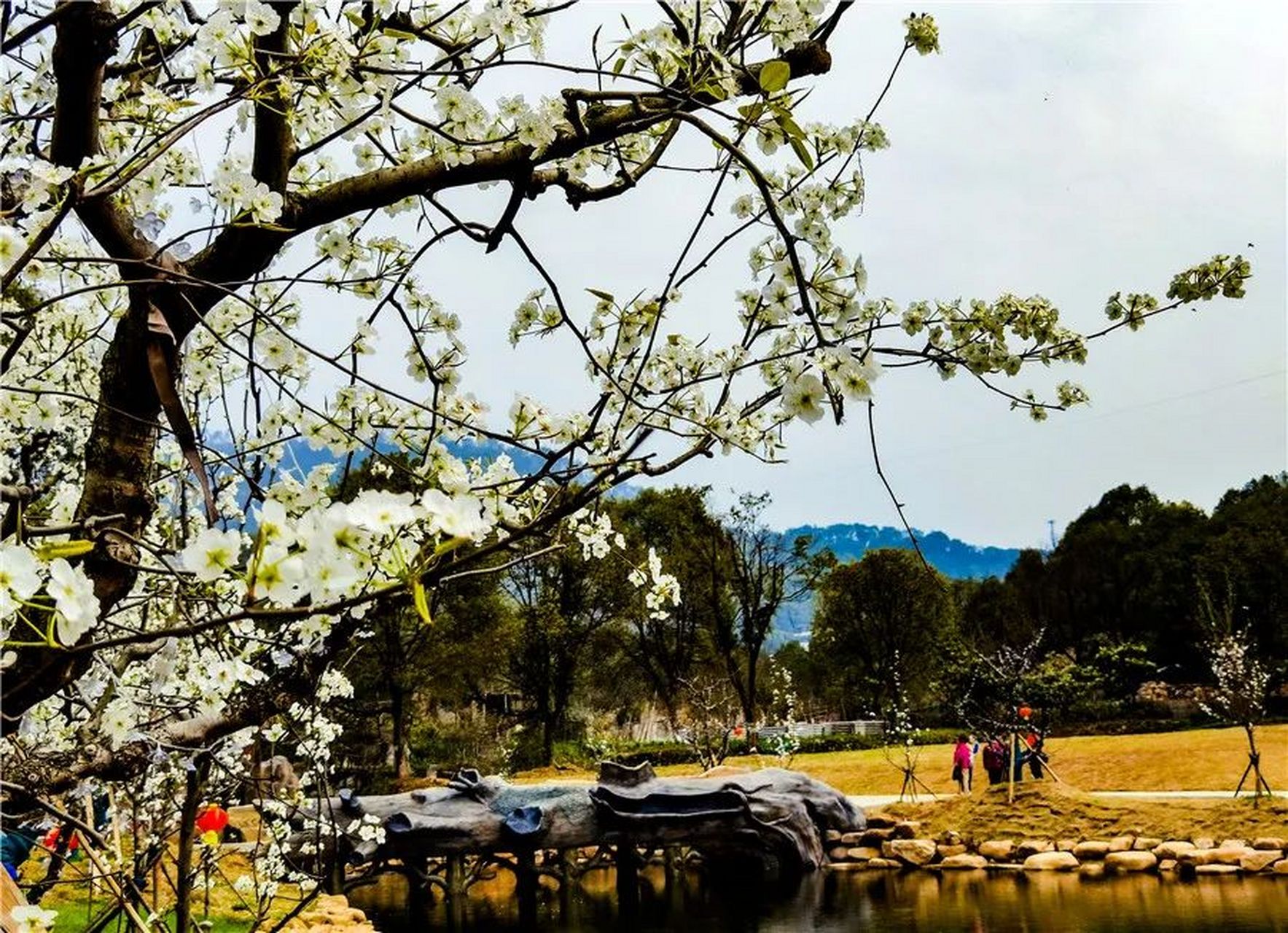 东方山梨花峪网红图片