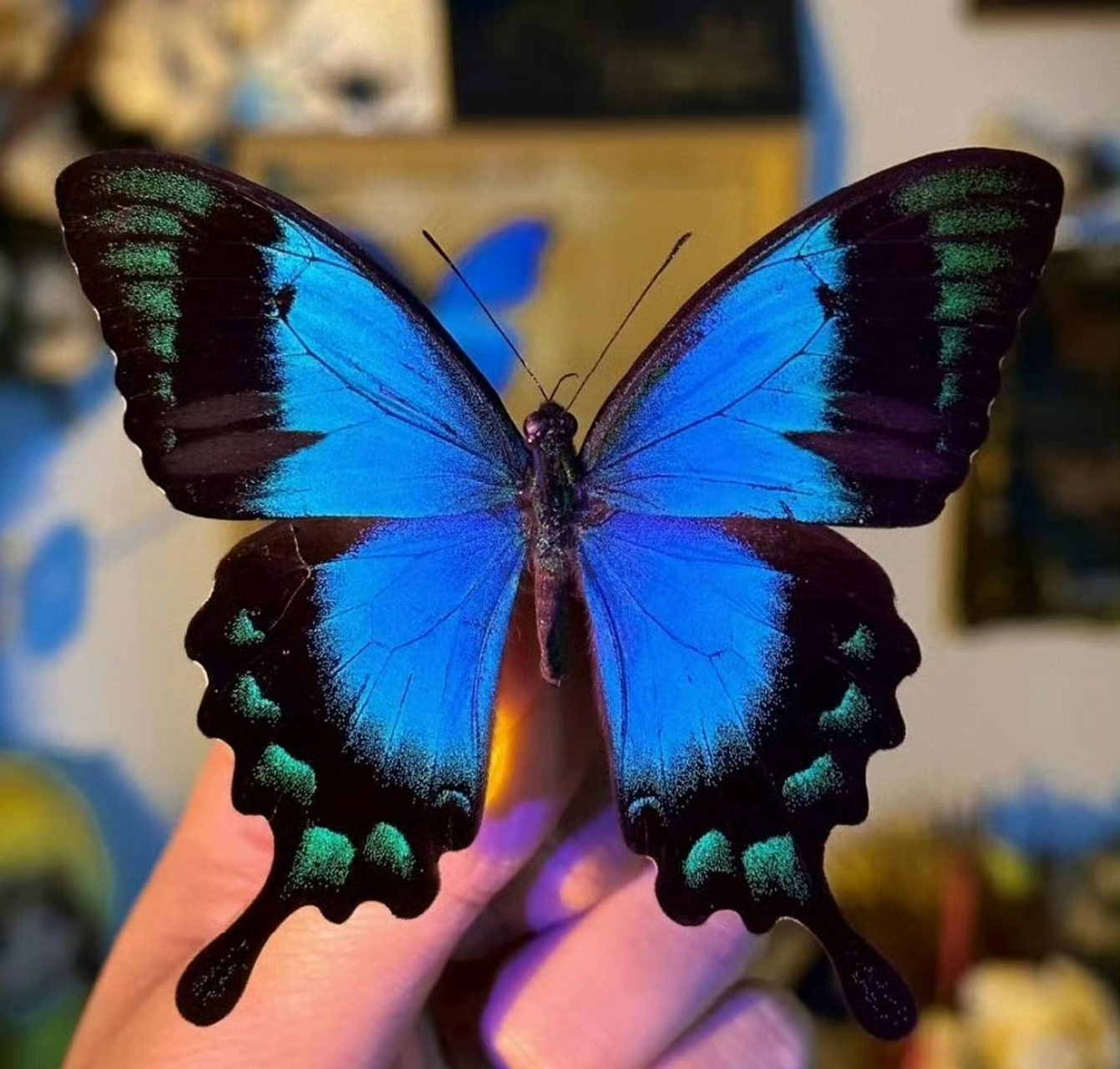 五斑翠凤蝶为日行蝴蝶,喜欢在花园,公园,森林等地方活动.