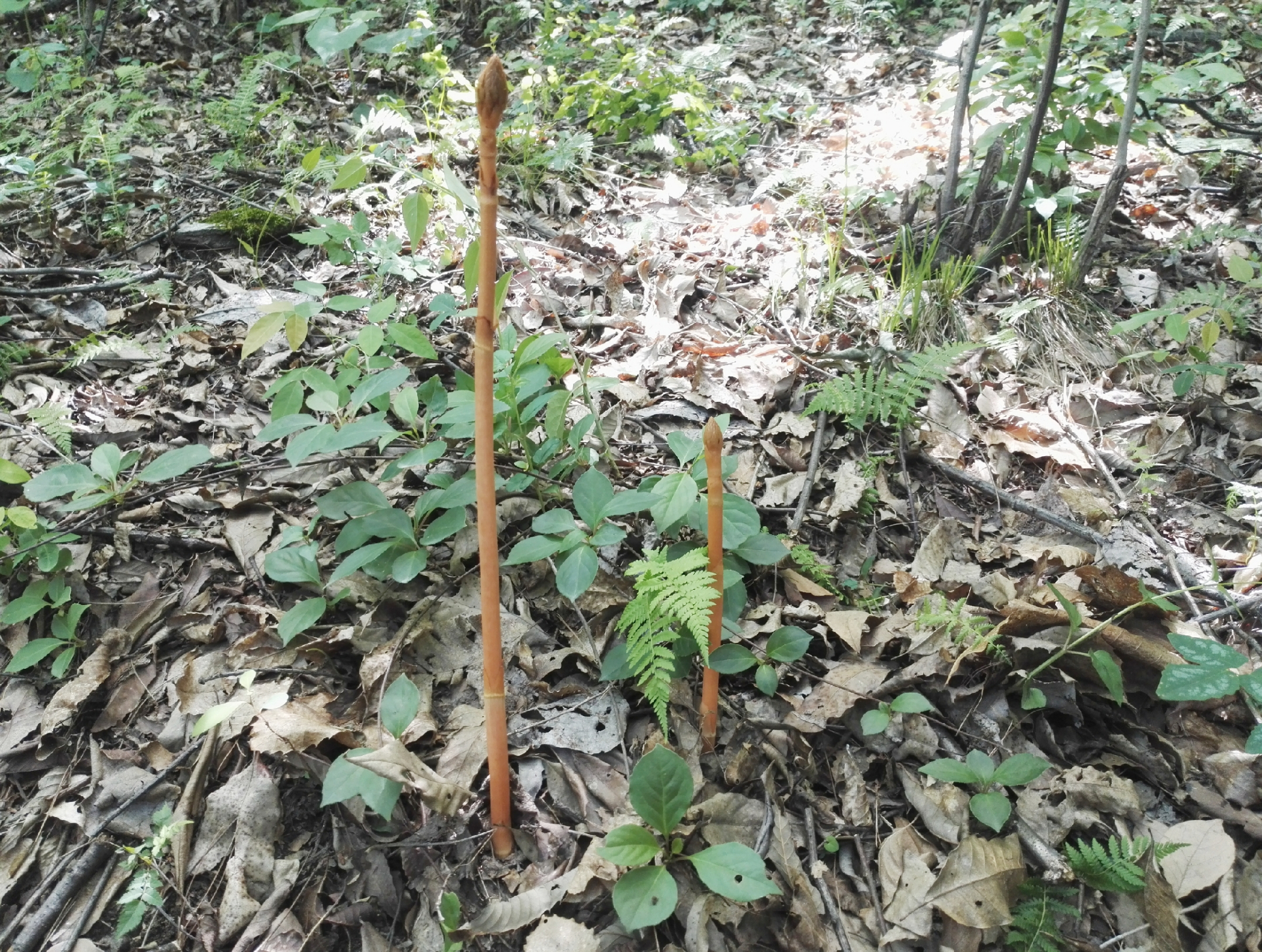 天麻- 热门商品专区