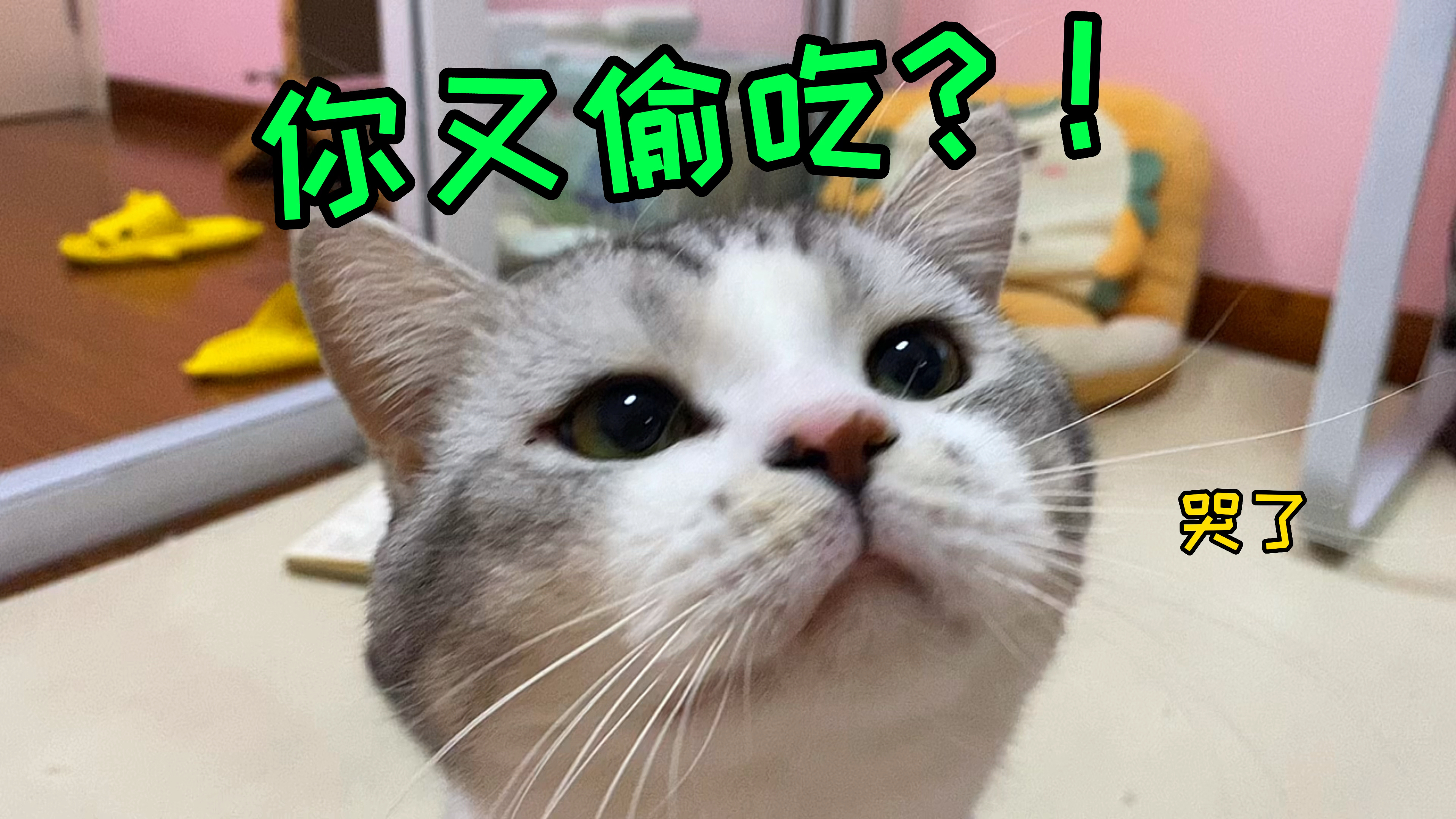 寄!被猫发现在外面偷吃烤肉,会发生什么?