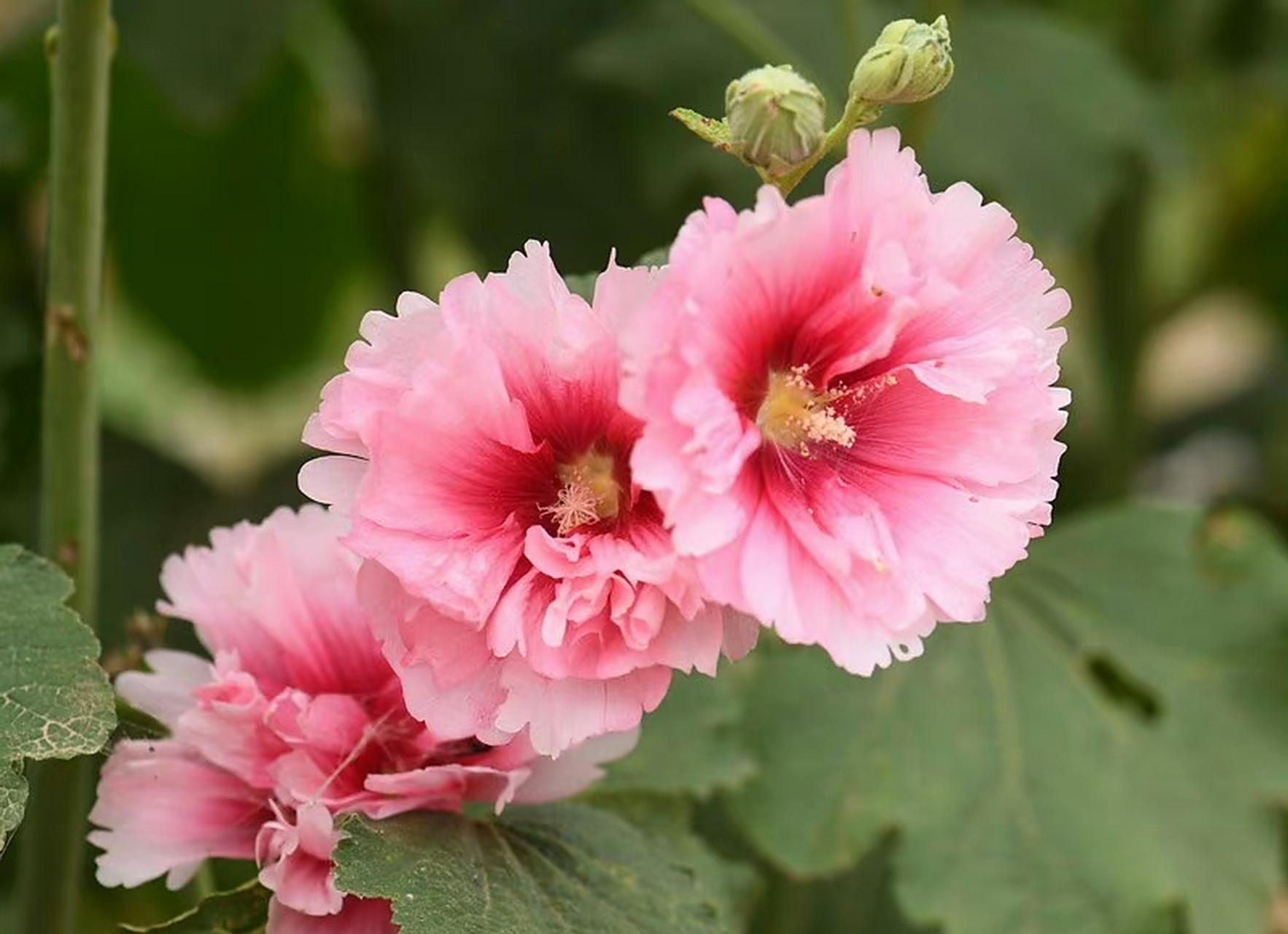 蜀葵(alcea rosea),锦葵科蜀葵属.摄于山东烟台.