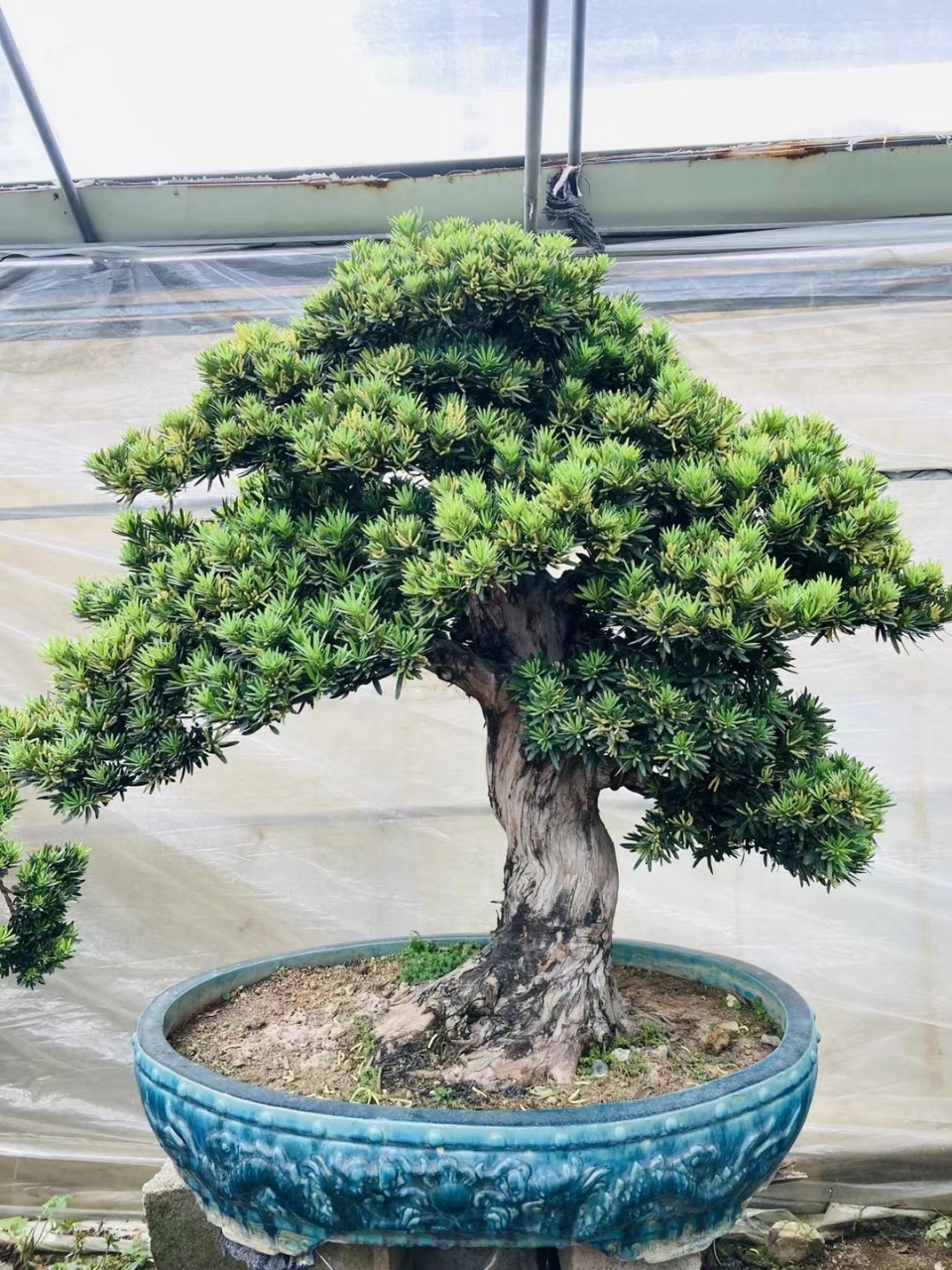 贵妃罗汉松盆景