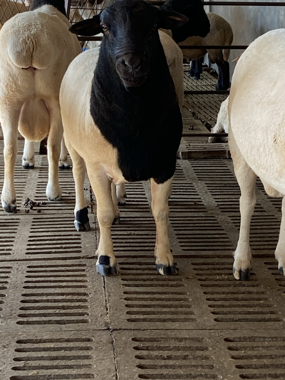 黑头杜泊种公羊