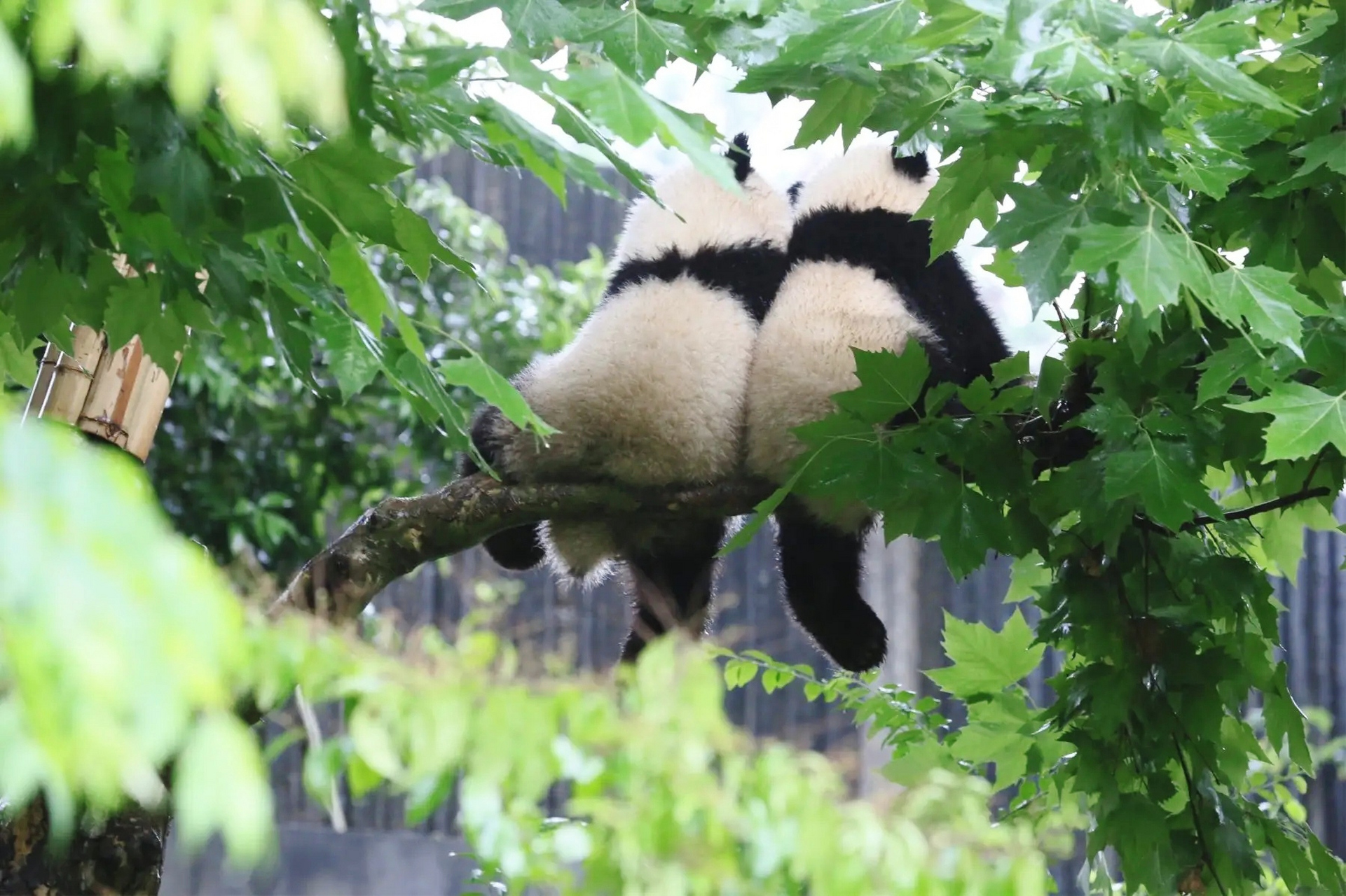 壁纸高清全屏 熊猫图片